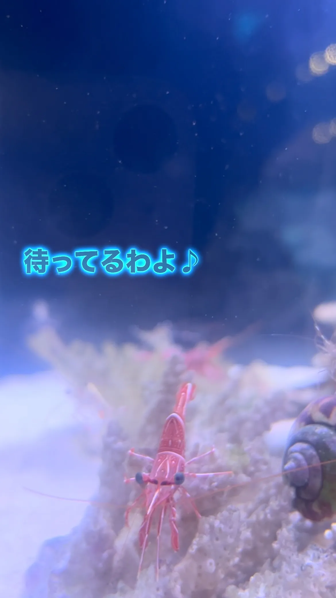 【ハッピーアワー】